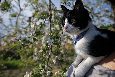 まるねこりんご園