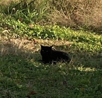 クロくん