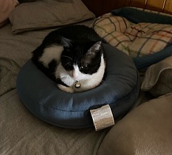 まるねこ　看板娘