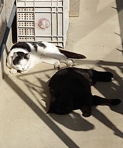 おそと猫