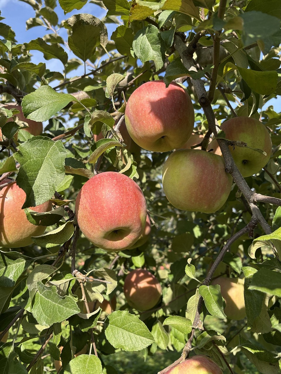 ふじです。今年は早々に色づいてきました！