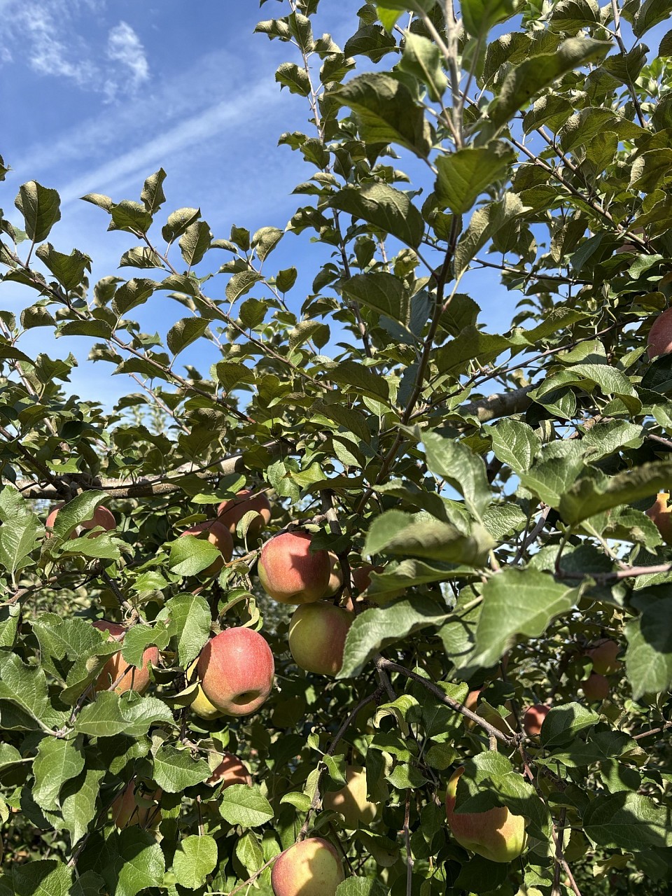 明日からは天気崩れるみたいだけど